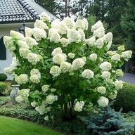 Hortensje biały, różnobarwny, żółty sadzonka w pojemniku 0,5-1l 15-30 cm