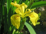 10 mag Vízi írisz (Iris pseudacorus) sárga kasvirág