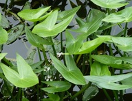Roślina pływające sadzonka z gołym korzeniem
