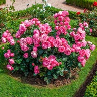 Róża różowy sadzonka w balocie
