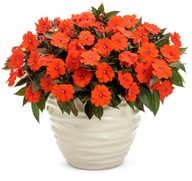 Niecierpek Sunpatiens Compact Electric Orange