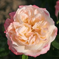 Róża sadzonka w pojemniku 2-3l
