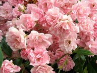 Róża różowy sadzonka w pojemniku 0,5-1l