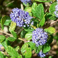 Ceanothus griseus Prusznik 'Yankee Point'