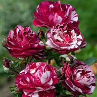 Róża biały, czerwony, różnobarwny sadzonka w balocie 30 cm