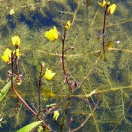 Roślina pływające żółty bulwy/cebule/kłącza w opakowaniu zbiorczym