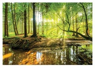 Fototapeta LAS DRZEWA MGŁA NATURA WIDOK 3D 368x254