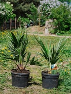 Palma mrozoodporna Karłatka VULCANO Chamaerops humilis