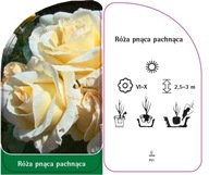 Róża pnąca pachnąca - P21