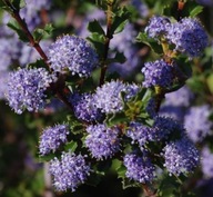 Prusznik Blue Jeans Ceanothus Niebieskie kwiaty MROZOODPORNY sadzonka 0,5L