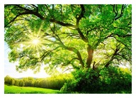 Fototapeta 3D Drzewa Las Słońce 416x290 F00795