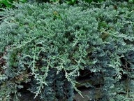 Jałowiec płożący 'Wiltonii' (Juniperus horizontalis) _ Sadzonki p9
