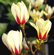 Magnolie i tulipanowce sadzonka w pojemniku 0,5-1l 15-20 cm