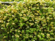 Wiciokrzew japoński Aureoreticulata