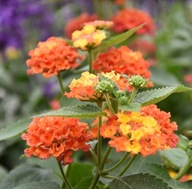 Lantana camara Evita RED PACHNĄCA CYTRYNKĄ