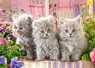 Puzzle Castorland 260 elementów Puzzle Three Grey Kittens 260 43015