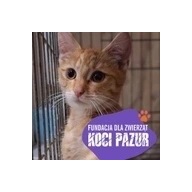 Logo zbiórki Aby każde "miau!" było radosne! 