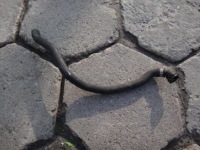 фото thumb №1, Шланг патрубок труба води водяний bmw 7 e65 735 745