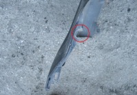 фото thumb №6, Mazda 323 00-02r. бампер перед