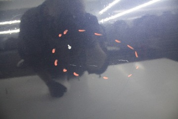 фото thumb №3, Двері лівий зад ліві задні peugeot 4007 t65