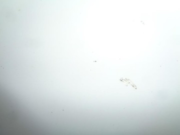 фото thumb №9, Капот крышка перед renault premium 370 dci белая