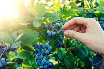 КОМПО-УДОБРЕНИЕ ДЛЯ РОДОДОДЕНДРОНОВ, ГОРДАНГЕН, АЗАЛЕВОГО ХИСТА