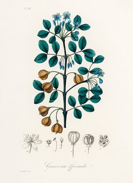 Плакат-гравюра Guaiacum officinalis 40x30 Цветок Лю