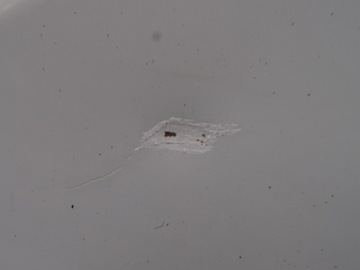 фото thumb №2, Renault midlum 00-06 dci двері лівий задня задні