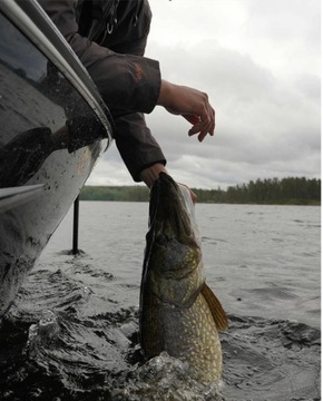 Relax KING SHAD ZANDER РЕЗИНА 4 дюйма - 11,5 см