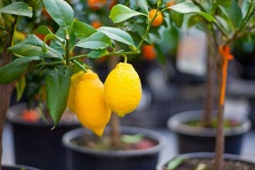 КОМПО ЗЕМЛЯ ДЛЯ ЦИТРУСОВЫХ И МАНДАРИНОВ 10 Л