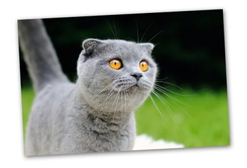 400 фотографий, матовая печать 10х15, проявка.