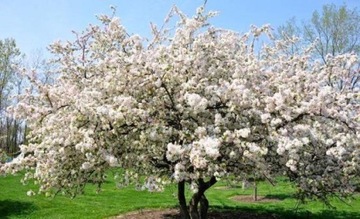 Микориза WALNUTS крупные плоды 1,5л