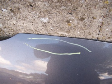 фото thumb №6, Mazda 5 капот 32s 05-