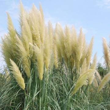 РАСТЕНИЯ ИСКУССТВЕННОЙ ТРАВЫ 120 CM-III FEJKA
