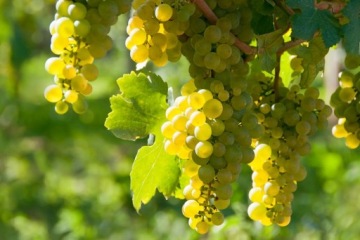 УДОБРЕНИЕ ДЛЯ ВИНОГРАДА, СМОРОДИНЫ, МАЛИНЫ И ЕЖЕВИКИ 1,2 КГ