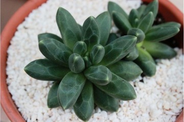 Pachyphytum Compactum - геометрический суккулент S