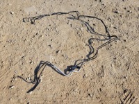 фото thumb №1, Трубка шланг топлива 2.0 blue peugeot expert iv