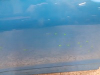 фото thumb №7, Двері передні перед ліва hyundai kona 2017-