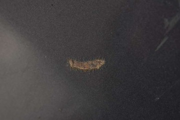 фото thumb №7, Двері ліві зад задні nh-737m honda civic 8 viii sedan 07-12