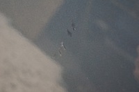 фото thumb №11, Дверь правый перед audi a4 b8 lz7h