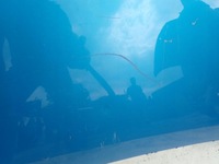 фото thumb №2, Citroen berlingo partner ii 2 08- капот