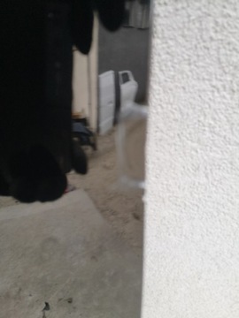 фото thumb №8, Mercedes e клас w213 a213 13- 2013- 6.3 63 amg капот передня колір чорний