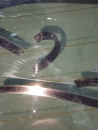 фото thumb №5, Стекло задняя ford edge 2014- as3- тонированная оригинал царапины