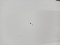 фото thumb №5, Mitsubishi space капот кришка двигуна mitsubishi space star ii 14r