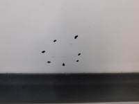 фото thumb №2, Дверь правое перед transit connect 1.8tdci 06r