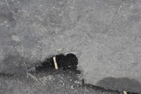 фото thumb №7, Bmw x1 f48 2.0 d защита pod двигатель