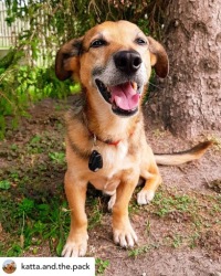 TICKLESS PET TICKLESS PET PROTECTOR для собак розовый