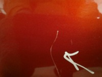 фото thumb №9, Renault arkana 19-22 suv двері правий перед передні праве 801128665