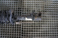 фото thumb №7, Амортизационная стойка амортизатор левый mercedes w212 e klasa