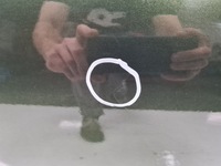 фото thumb №5, Seat leon ii дверь правый задняя lw6x